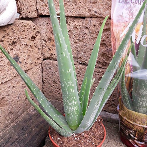 Echte Aloe Vera,medizinisch, 15cm Töpfe, sehr große Pflanzen mit ca.45 cm Höhe (1)