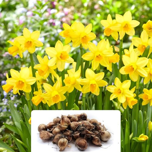 30 Dwarf Daffodil Tete A Tete Bulbs - Fragrant Spring Flowers with Stunning Petals - Perennial and Hardy – Cultivated for UK Climate Conditions