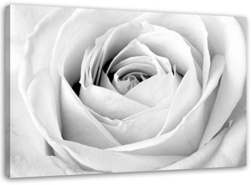Feeby, Leinwandbild, Bilder, Wand Bild, Wandbilder, Kunstdruck 40x60cm, WEIßE Rose