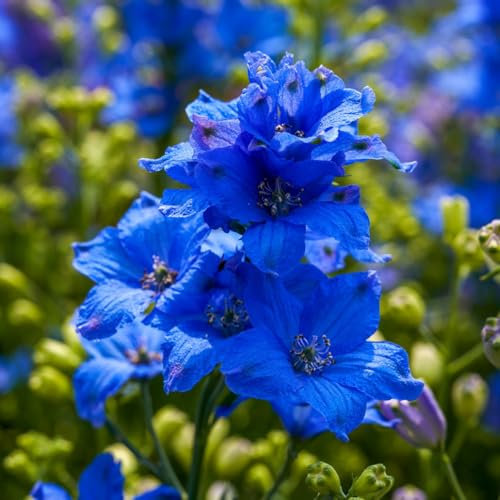 80 pezzi di piante delphinium semi resistenti, piante pratici piante da balcone resistenti all'inverno Delphinium grandiflorum - semi di piante decorazione