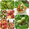 walnussbaum winterhart samen, pflanzen für draußen winterhart alte sorten baumsamen kaufen pflanzensamen balkonpflanzen bio samen bonsai baum samen baum pflanzen grünpflanzen outdoor 10pcs