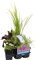 6 mezclas de plantas de estanque perfumadas, zona 2 y 3, fácil de limpiar, 9 cm, 15-25 cm