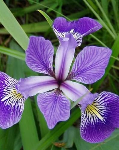 Lincolnshire Pond Plants Ltd Marginal Plants - Live Water Plant Aquatic Pond Lake Marginal - Pond Plants (Iris Versicolor) - 7cm Plug