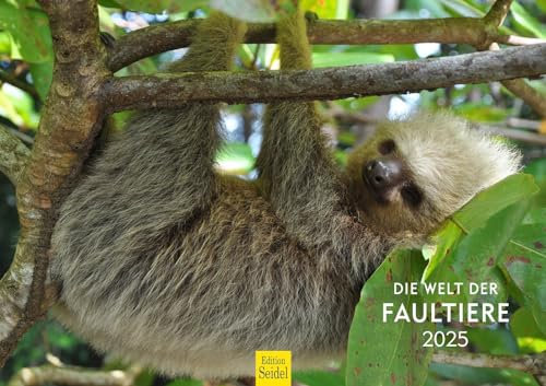Edition Seidel Premium Kalender Die Welt der Faultiere 2025 Format DIN A3 Wandkalender Tierkalender Faultier Hakenklauen Wildtiere Säugetiere