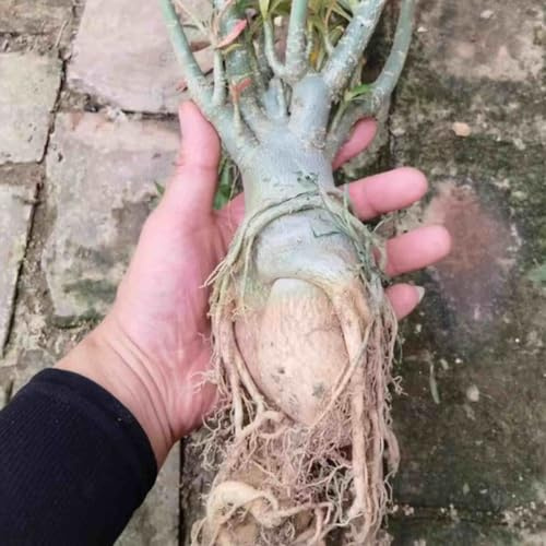 Leuchtende Wüstenrose – Nische und einzigartig – Stressfreie Überwinterung im Haus-1Rhizom-H