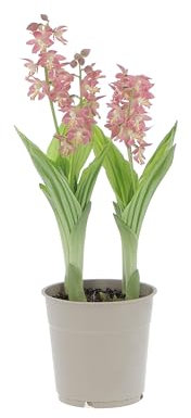 KENTIS - Orchidea Calanthe - Orchidea da Esterno Vera - Piante da Giardino Fiorite - Pianta Ornamentale Balcone Terrazzo - Vaso Ø 12 cm