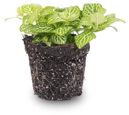 urbanjngl - Fittonia Joly Lemon - Mozaikpflanze in Weiß/Grün (Fluoreszierend) - Pflegeleichte Zimmerpflanze für EIN grünes Zuhause - Ideal für Anfänger und Pflanzenliebhaber