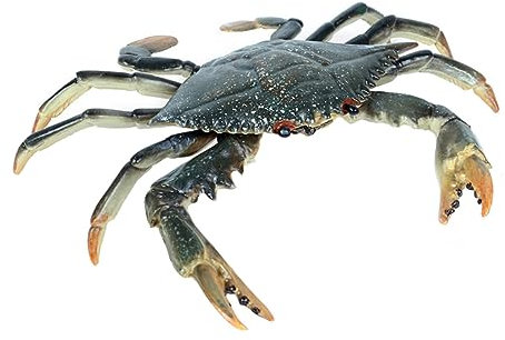 YARNOW 1 Pc Portunid Solide décor Sable Cage Crabe coquilles Decoration Marine modèle d'animal Marin réaliste Artisanat d'aquarium modèle Animalier Figurine d'animal Marin Vif Plastique