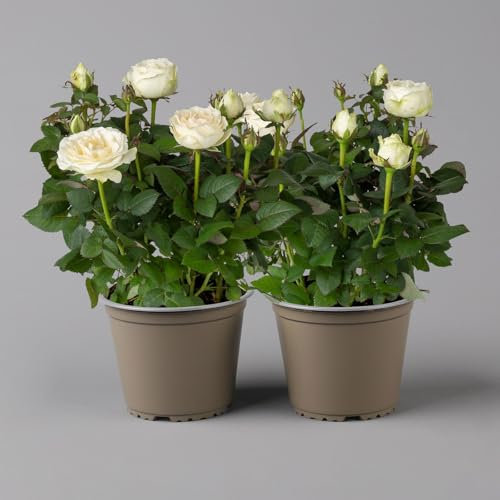 Rose 'Infinity' weiß, Topf-Ø 14 cm, 2er-Set