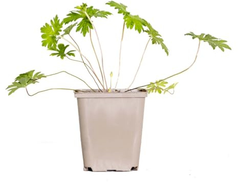 Bloomique - Geranium Johnsons Blue - Storchschnabel - Blaue Blüten - Winterhart - Höhe 10-20 cm - Topf 9x9 cm