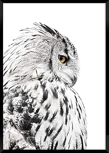 daazoo Rahmenbild White Owl 50 x 70 cm | Elegante weiße Schnee Eule im schicken Schwarzweiß | Modernes Wandbild mit schwarzem Rahmen im Hochformat | geeignet für Wohnzimmer Schlafzimmer Flur & Büro