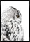 daazoo Rahmenbild White Owl 50 x 70 cm | Elegante weiße Schnee Eule im schicken Schwarzweiß | Modernes Wandbild mit schwarzem Rahmen im Hochformat | geeignet für Wohnzimmer Schlafzimmer Flur & Büro