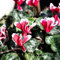 250 pcs Cyclamen samen - pflanztöpfe balkon hochbeet,Cyclamen persicum,Alpenveilchen pflanzenkübel mini garten gartenarbeit winterharte pflanzen für garten bonsai samen blumendeko