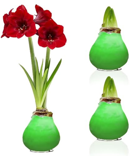 Amaryllis in Wachs Grün - 2 Wachsamaryllis Blumenzwiebeln - Wax Amaryllis Zwiebel in Großformat 26/28 - Exklusive Echte Pflanzen aus Holland - Hippeastrum (keine Samen, nicht künstlich)