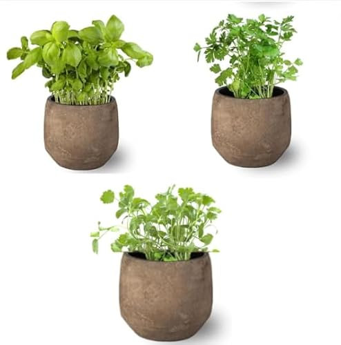Mix de 3 Plantas Aromáticas Albahaca - Perejil - Cilantro en Maceta Ø10 cm Hierbas ideales para Cocinar Huerto urbano y Jardín - Fáciles de Cultivar (Maceta de Cerámica no Inlcluida)