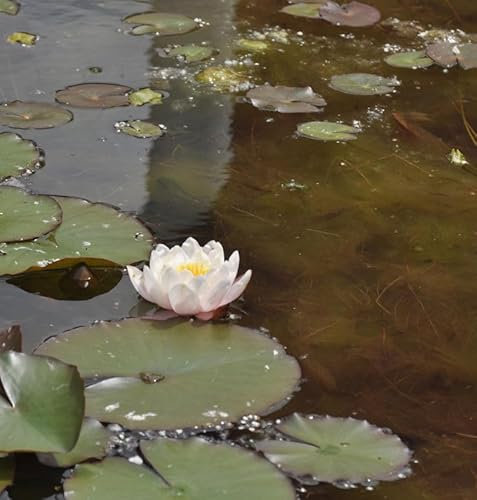 Weiße Zwerg Seerose - Nymphaea