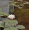 Weiße Zwerg Seerose - Nymphaea