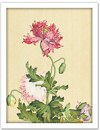 Fine Art Prints Castiglione Opium Mohnblumen-Gemälde, groß, gerahmt, Kunstdruck, Poster, Wanddekoration, 45,7 x 61 cm
