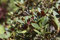 Rhododendron neriiflorum 'Burletta' 30-40 cm - Rhododendron, rote Blüten, Blütezeit April-Mai, ideal für schattige Gärten, immergrün, winterhart