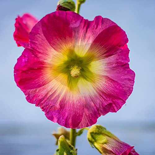Rot Malve Samen Malve Pflanze MehrjäHrig Winterhart Malven Saatgut Blumensamen Gastgeschenk Balkonblumen Winterharte Pflanzen FüR Garten Wildblumensamen Blumenwiese Geschenk 200 Seeds