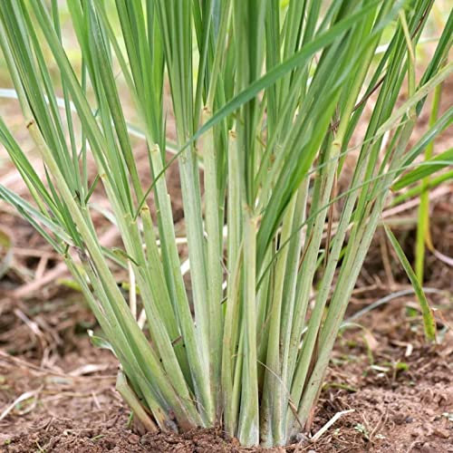 Haloppe 600 Stück Cymbopogon-Pflanzensamen zum Pflanzen im Hausgarten, Heirloom-Cymbopogon-Samen, Zitronengrassamen zum Pflanzen Zitronengras-Samen