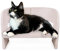 Rosewood Boucle Cat Armchair, Stylish Beige Sofa Bed with High Backrest, Comfy Elevated Cat Furniture, Sturdy Structure with Assembly Instructions and All Parts Included