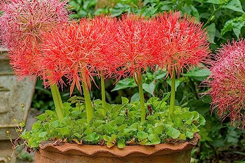 Blutblume - Scadoxus Multiflorus ssp. Multiflorus | 1 Stück | Topfpflanze | Geeignet für Kübel | Rot | Rarität | Besonderer Sommerblüher | 100% Blütegarantie | QFB Gardening