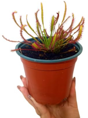 Garden Center Shop | Drosera Capensis M12 | Planta Carnívora Atrapa Insectos | Ideal Interiores y Exteriores | Fácil de Cultivar | INCLUYE GUIA DE CUIDADOS