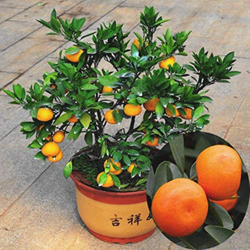 Portal Cool 50 * essbare Fruchtmandarine-Zitrusfrucht-Orangenbaum-Bonsaisamen-kleiner Baum-Samen