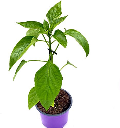Jalapeno Chili Samira Shiny Chili Pflanze 3er Set