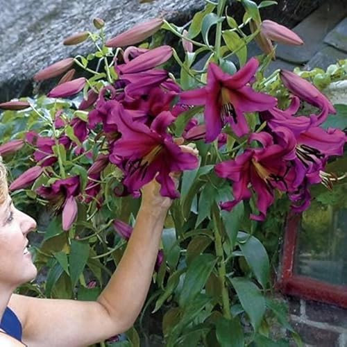 Lilienzwiebeln Baumlilie Riesenlilien Lilium Zwiebeln Onion Knollen Winterhart Frische mehrjährig duftenden Prachtblüten Hochgewachsene Lilie (Purple Prince)