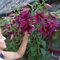 Lilienzwiebeln Baumlilie Riesenlilien Lilium Zwiebeln Onion Knollen Winterhart Frische mehrjährig duftenden Prachtblüten Hochgewachsene Lilie (Purple Prince)