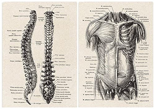 Menschliche Anatomie -Kunstwerk Medizinische Wand Bild 2pcs Vintage Muskelskelettplakat Nordische Leinwand Print Ausbildung Maleinrichtung Hausdekoration