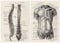 Ericetion Menschliche Anatomie -Kunstwerk Medizinische Wand Bild 2pcs Vintage Muskelskelettplakat Nordische Leinwand Print Ausbildung Maleinrichtung Hausdekoration