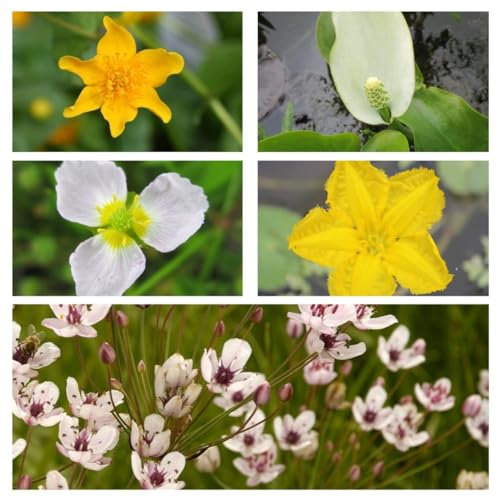 Nurseryman's Choice Pond Plants for Beginners - Easy-to-Grow, Colourful Aquatic Plants for Your Pond, Provides Shade & Wildlife Habitat, 1X 9cm Pot by Thompson & Morgan