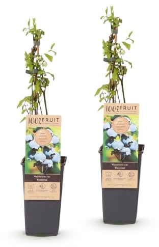 Green boutiQ - Fruchtpflanze - Vaccinium corymbosum Bluecrop - Heidelbeere - Winterhart - Blaubeere - 2 Pflanzen - Topf 15cm - Höhe 50cm