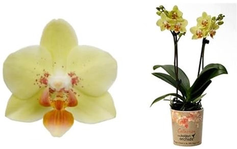 Real Live Phalaenopsis Orchid Malta Yellow 9Ø 30cm 2 stem Flow Flowering Plant