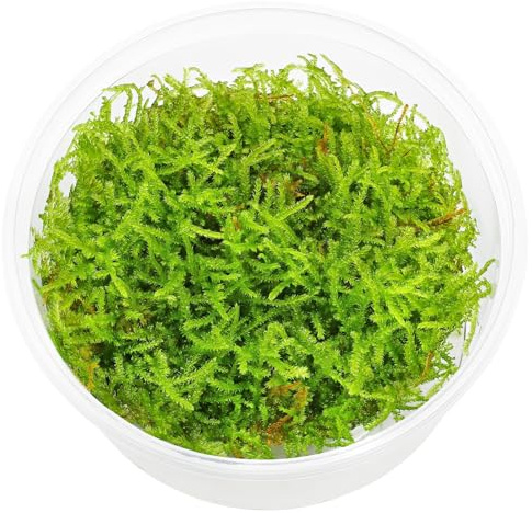 Aquasabi - Vesicularia sp. Mini Christmas Moss - in Vitro XL 8,5 cm - Moos für Aquarium - in Vitro Aquarienpflanze - Aquascaping