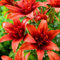 Bulbi Di Giglio-Giglio Bulbi Asiatico,Giglio Bulbi,Lilium Bulbi Giganti,Fiori Nuziali-6bulbi-a