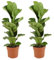 Bloomique - 2er Set - Ficus Lyrata Bambino - Geigenfeige - Zimmerpflanzen - Pflegeleicht - Luftreinigend - Höhe 30-40 cm - Topf 12 cm