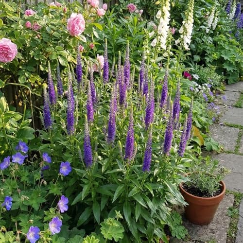 Bloomique - 6er - Set - Ehrenpreis (Veronica spicata) - Winterhart - Mehrjährig - Bienenfreundlich - Gartenpflanzen - Höhe 10-20 cm - 9 - cm - Topf