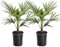 Plant in a Box - Trachycarpus Fortunei - Palmier de Chine - Palmier exterieur - Set de 2 - Pot 15cm - Hauteur 35-45cm
