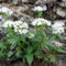 50 pcs echter baldrian samen - kräuterpflanzen, gartenpflanzen baldrian pflanze kaufen - Valeriana officinalis - hochbeet kräuter, balkonpflanzen winterhart kräutergarten balkon, bonsai