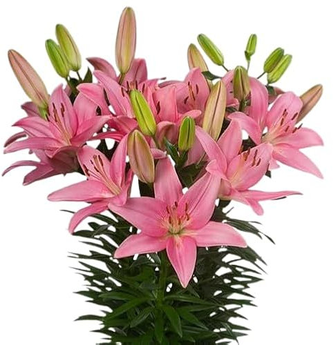 Azucena Natural Planta de Exterior con Flores Resistente y de Poco Riego