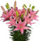 Azucena Natural Planta de Exterior con Flores Resistente y de Poco Riego