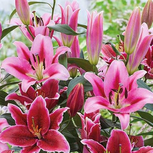 4 x Lily Eternal Serenade – Blooms of Hot Pink & Red Flowers – Sensual Fragrance – Summer Flowering Bulbs – Perennials – for Your Beautiful Garden
