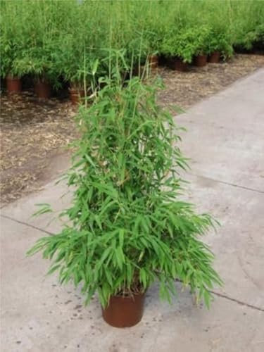 Fargesia murielae Simba - Kompakter Bambus Simba Größe 60-80 cm