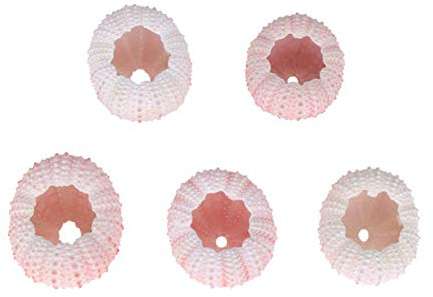5 Pcs Oursin Coquilles Coquilles Naturelles Plantes D' Tillandsia Succulentes Support De Plantation DIY Artisanat Plage Fête Décoration de La Maison