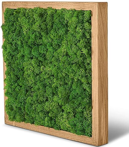 naturewalls Moosbild Islandmoos - Pflanzenbild Vollholz-Rahmen - XXL – Eiche | 35 x 35 cm