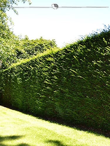 Gemeine Heimische Eibe Taxus baccata 30-40 cm im Topf. 20 Pflanzen - Immergrün